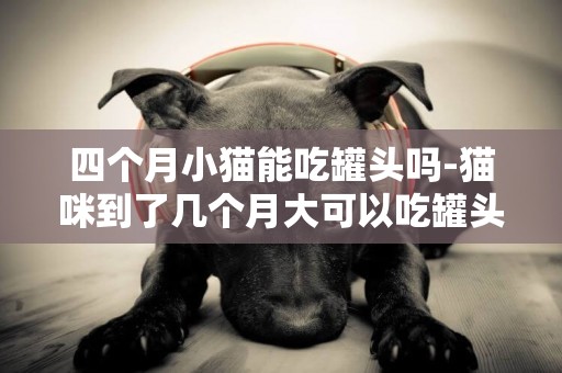四個月小貓能吃罐頭嗎-貓咪到了幾個月大可以吃罐頭和雞肉