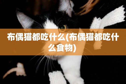 布偶貓都吃什么(布偶貓都吃什么食物) 