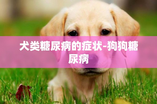 犬類糖尿病的癥狀-狗狗糖尿病