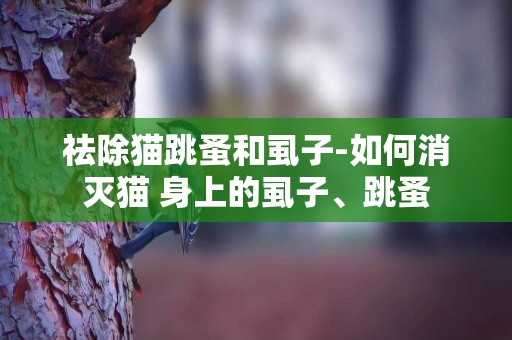 祛除貓跳蚤和虱子-如何消滅貓 身上的虱子、跳蚤