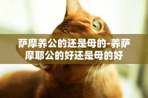 薩摩養公的還是母的-養薩摩耶公的好還是母的好