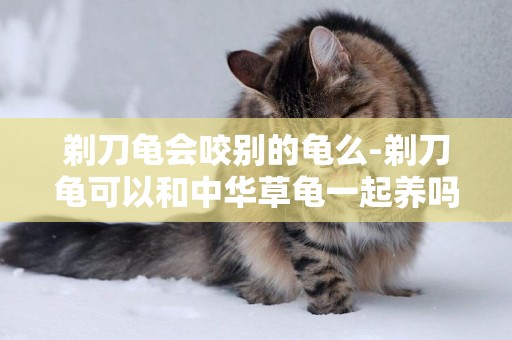 剃刀龜會咬別的龜么-剃刀龜可以和中華草龜一起養嗎？