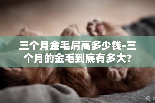 三個月金毛肩高多少錢-三個月的金毛到底有多大？