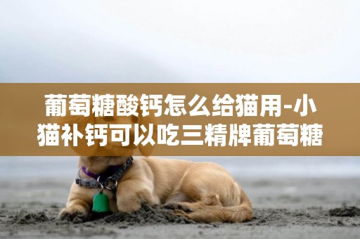 葡萄糖酸鈣怎么給貓用-小貓補鈣可以吃三精牌葡萄糖酸鈣口服溶液嗎?