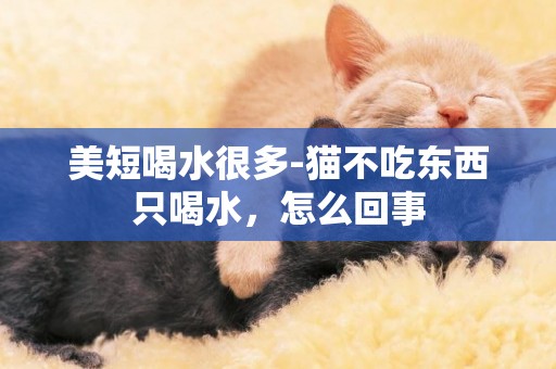 美短喝水很多-貓不吃東西只喝水，怎么回事