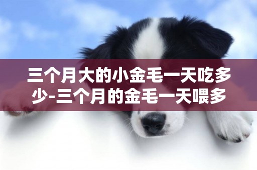 三個月大的小金毛一天吃多少-三個月的金毛一天喂多少克