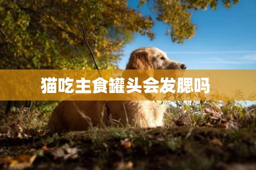 貓吃主食罐頭會發腮嗎 