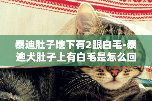 泰迪肚子地下有2跟白毛-泰迪犬肚子上有白毛是怎么回事