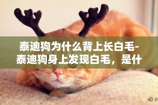 泰迪狗為什么背上長白毛-泰迪狗身上發現白毛，是什么原因？