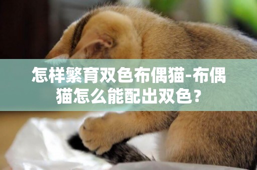 怎樣繁育雙色布偶貓-布偶貓怎么能配出雙色？