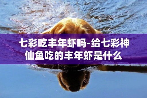 七彩吃豐年蝦嗎-給七彩神仙魚吃的豐年蝦是什么