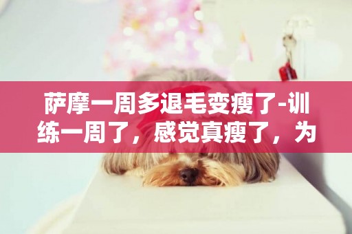 薩摩一周多退毛變瘦了-訓練一周了，感覺真瘦了，為什么體重沒減