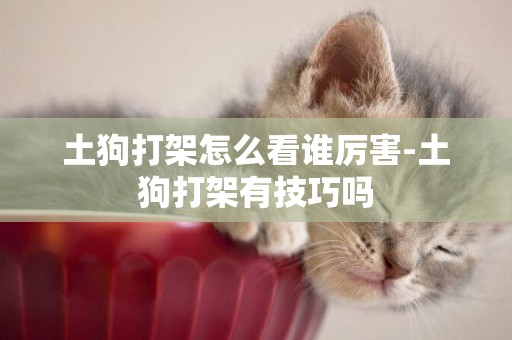 土狗打架怎么看誰厲害-土狗打架有技巧嗎