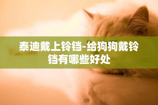 泰迪戴上鈴鐺-給狗狗戴鈴鐺有哪些好處