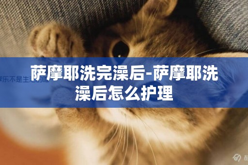 薩摩耶洗完澡后-薩摩耶洗澡后怎么護理