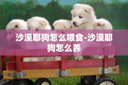 沙漠耶狗怎么喂食-沙漠耶狗怎么養