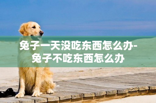 兔子一天沒吃東西怎么辦-兔子不吃東西怎么辦