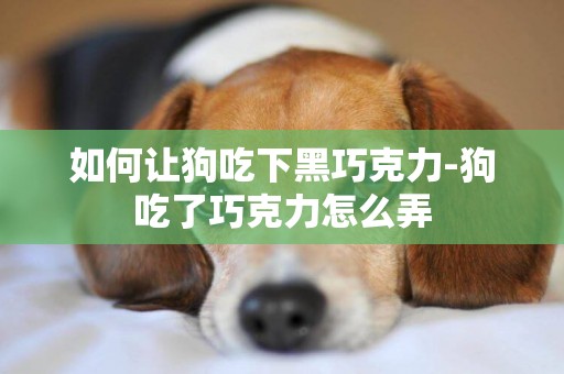 如何讓狗吃下黑巧克力-狗吃了巧克力怎么弄