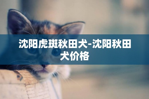 沈陽虎斑秋田犬-沈陽秋田犬價格