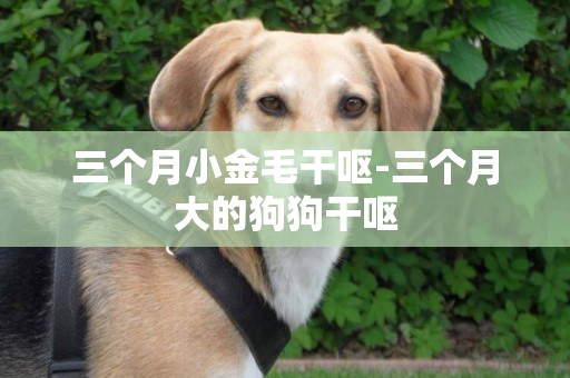 三個月小金毛干嘔-三個月大的狗狗干嘔