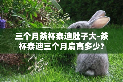 三個月茶杯泰迪肚子大-茶杯泰迪三個月肩高多少?