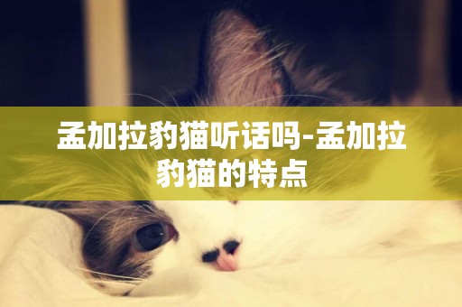 孟加拉豹貓聽話嗎-孟加拉豹貓的特點