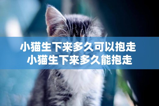 小貓生下來多久可以抱走 小貓生下來多久能抱走