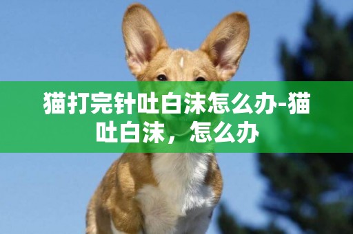 貓打完針吐白沫怎么辦-貓吐白沫，怎么辦