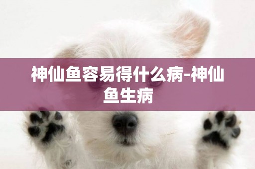 神仙魚容易得什么病-神仙魚生病