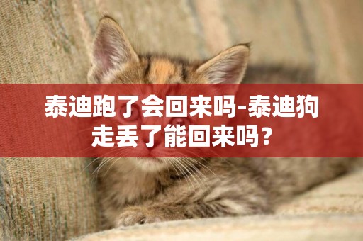 泰迪跑了會回來嗎-泰迪狗走丟了能回來嗎？