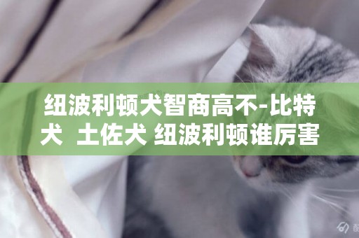 紐波利頓犬智商高不-比特犬  土佐犬 紐波利頓誰厲害