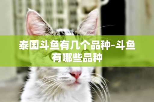 泰國斗魚有幾個品種-斗魚有哪些品種