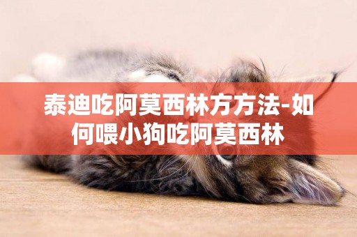 泰迪吃阿莫西林方方法-如何喂小狗吃阿莫西林