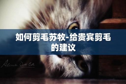 如何剪毛蘇牧-給貴賓剪毛的建議