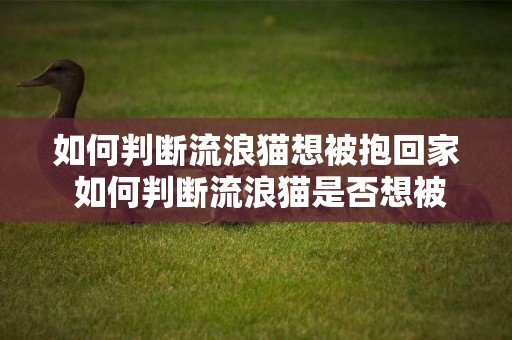 如何判斷流浪貓想被抱回家 如何判斷流浪貓是否想被抱回家