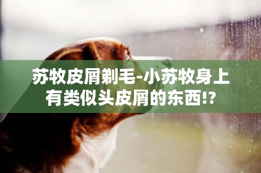 蘇牧皮屑剃毛-小蘇牧身上有類似頭皮屑的東西!?