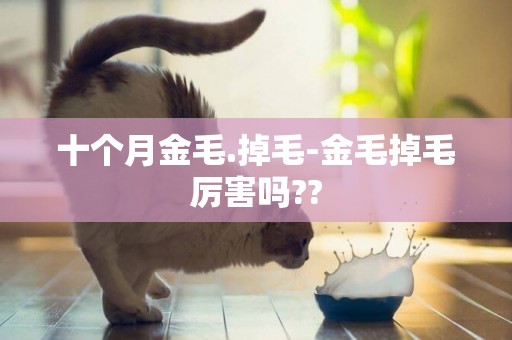 十個月金毛.掉毛-金毛掉毛厲害嗎??