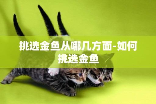 挑選金魚從哪幾方面-如何挑選金魚