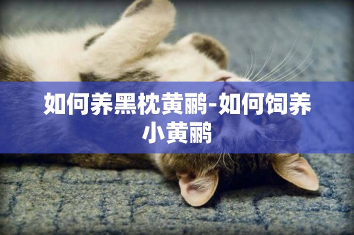 如何養黑枕黃鸝-如何飼養小黃鸝