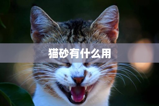 貓砂有什么用