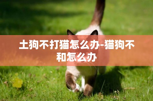 土狗不打貓怎么辦-貓狗不和怎么辦