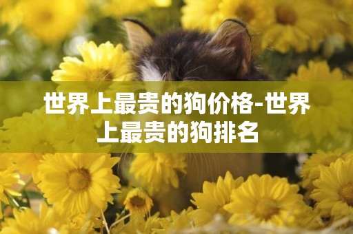 世界上最貴的狗價格-世界上最貴的狗排名
