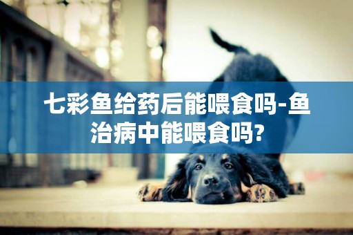 七彩魚給藥后能喂食嗎-魚治病中能喂食嗎?