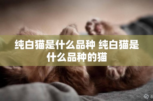 純白貓是什么品種 純白貓是什么品種的貓