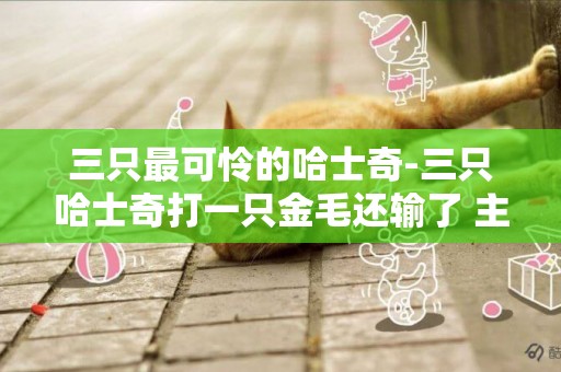 三只最可憐的哈士奇-三只哈士奇打一只金毛還輸了 主人的評價堪稱金句
