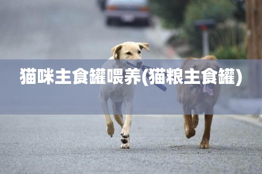 貓咪主食罐喂養(貓糧主食罐) 
