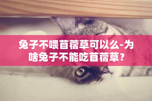 兔子不喂苜蓿草可以么-為啥兔子不能吃苜蓿草？