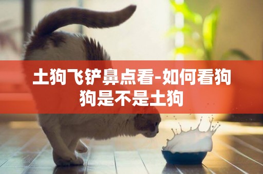 土狗飛鏟鼻點看-如何看狗狗是不是土狗