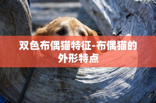 雙色布偶貓特征-布偶貓的外形特點