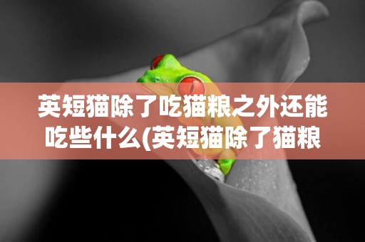 英短貓除了吃貓糧之外還能吃些什么(英短貓除了貓糧還可以喂什么) 